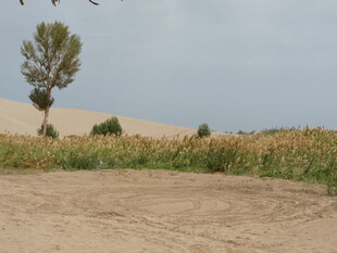 田野中的孤树与农田