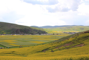金黄花海中的秀丽山谷