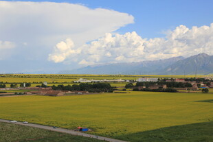 田园风光下的辽阔黄绿田野