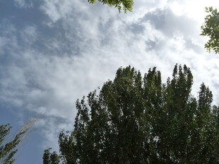 蓝天绿树间的清新景致