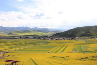 金黄田野与远山相映成景