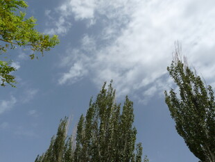 蓝天绿树风景图