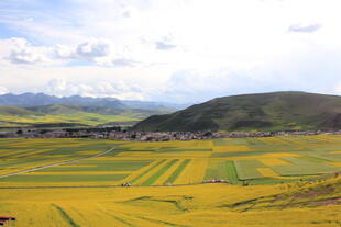 金黄田野与远山美景