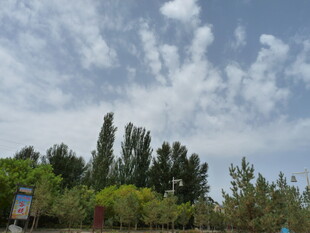 蓝天白云下的葱郁树林