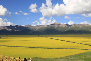 金黄花海与远山蓝天美景
