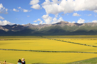 金黄花海与远山蓝天美景