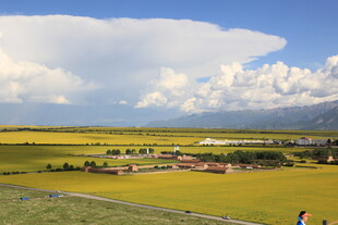 草原上的金黄田野与白云