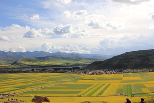 金黄田野与远山蓝天白云景