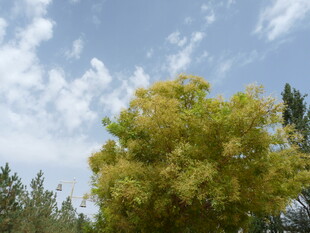 蓝天映衬下的葱郁树木