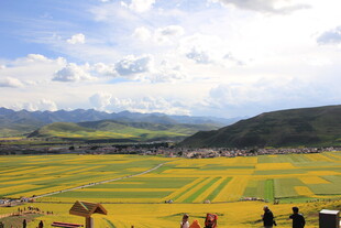 草原花海中的悠然景致