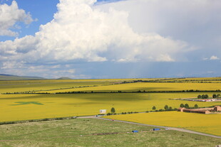 草原上的金黄花海与村落