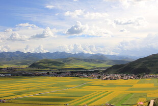 金黄田野与远处山峦美景