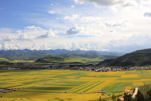金黄田野与远山蓝天白云