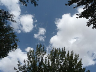 蓝天白云下的树梢美景