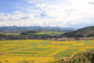 金色田野与远山村落美景