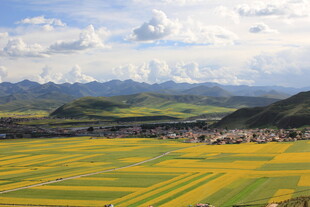 田园风光 金黄田野与远山
