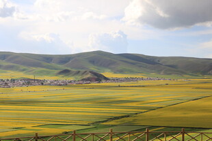 草原上的金黄花海美景