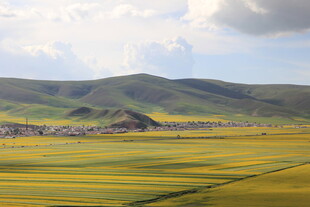 金黄油菜田与远山美景