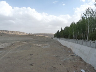 空旷荒地与成排树木景观