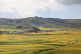 草原上的金黄花海美景