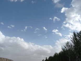 蓝天白云下的茂密绿植