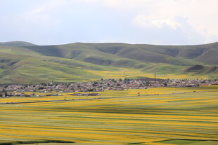 草原村落 黄绿交织美景