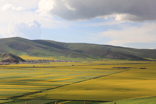 草原上的金黄花海