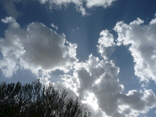 蓝天白云下的树梢美景