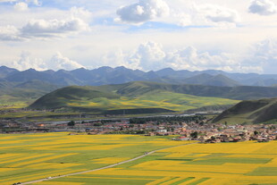 金黄花海映衬远山美景