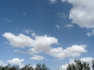 蓝天之下的白云与树梢