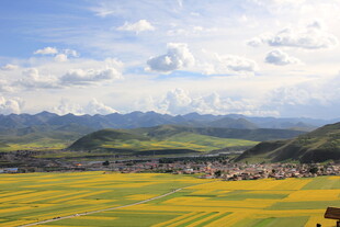 金黄花海映衬远山美景