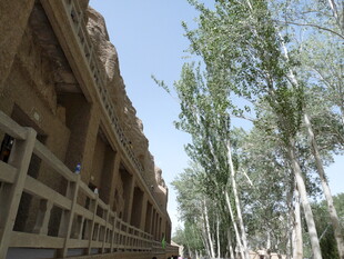 古老建筑旁的挺拔树木