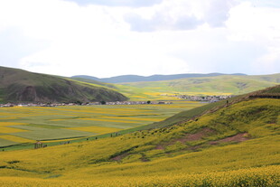 金黄花海中的壮美山间景色