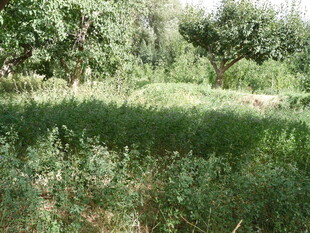 绿意盎然的户外自然场景