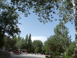 夏日林荫下的开阔景致