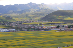 山间油菜花海田园美景