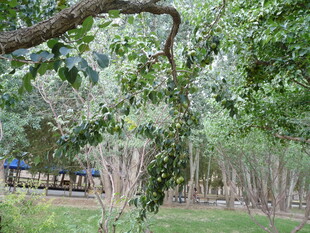 林间绿荫下的蓝色列车