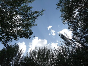 仰望蓝天绿树间的云朵