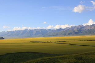 草原风光与远处雪山美景