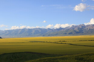 广袤草原与远处雪山美景