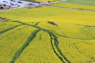 金黄油菜田的美丽景致