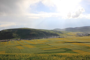 金黄田野与远山的美丽景致