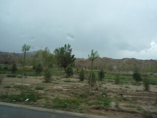 公路旁的稀疏树木景观