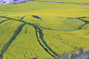 金黄油菜花田美丽景观