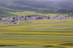 金黄花海中的村落美景