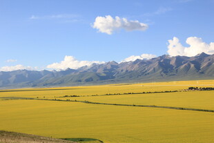 金黄油菜田与远处山脉