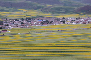 金黄花海中的宁静村落