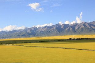 金黄田野与远处山脉美景