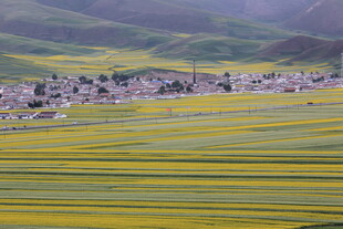 金黄花海中的宁静村落