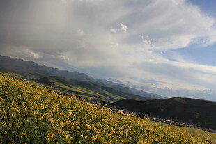 山间黄花盛放的美丽景致